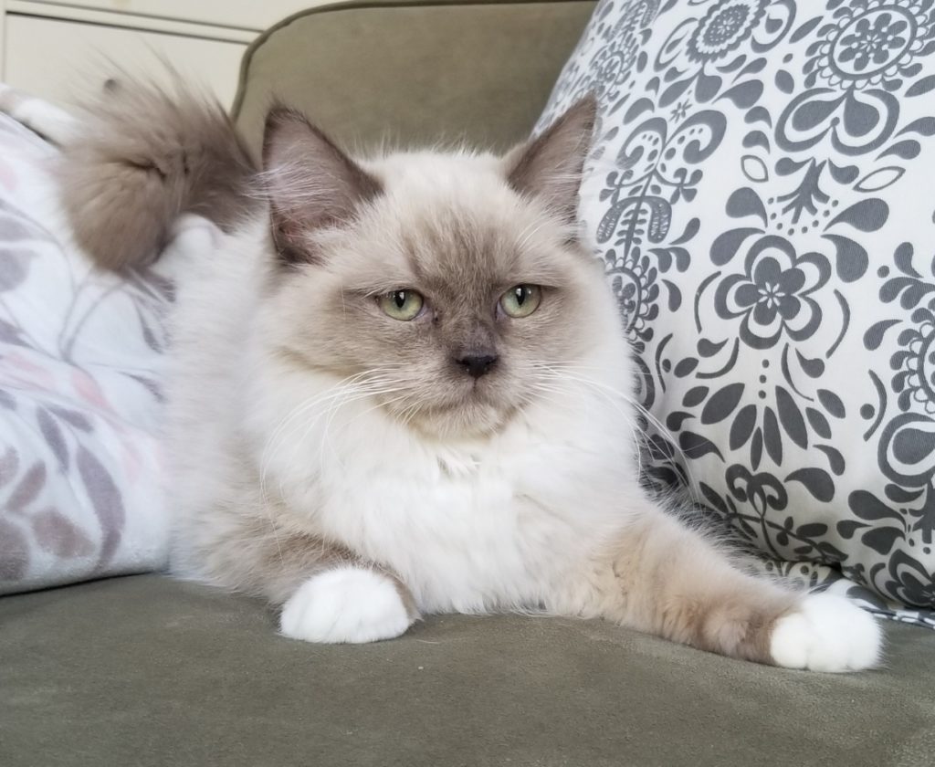 KittenNursery - Coppermine Ragdolls