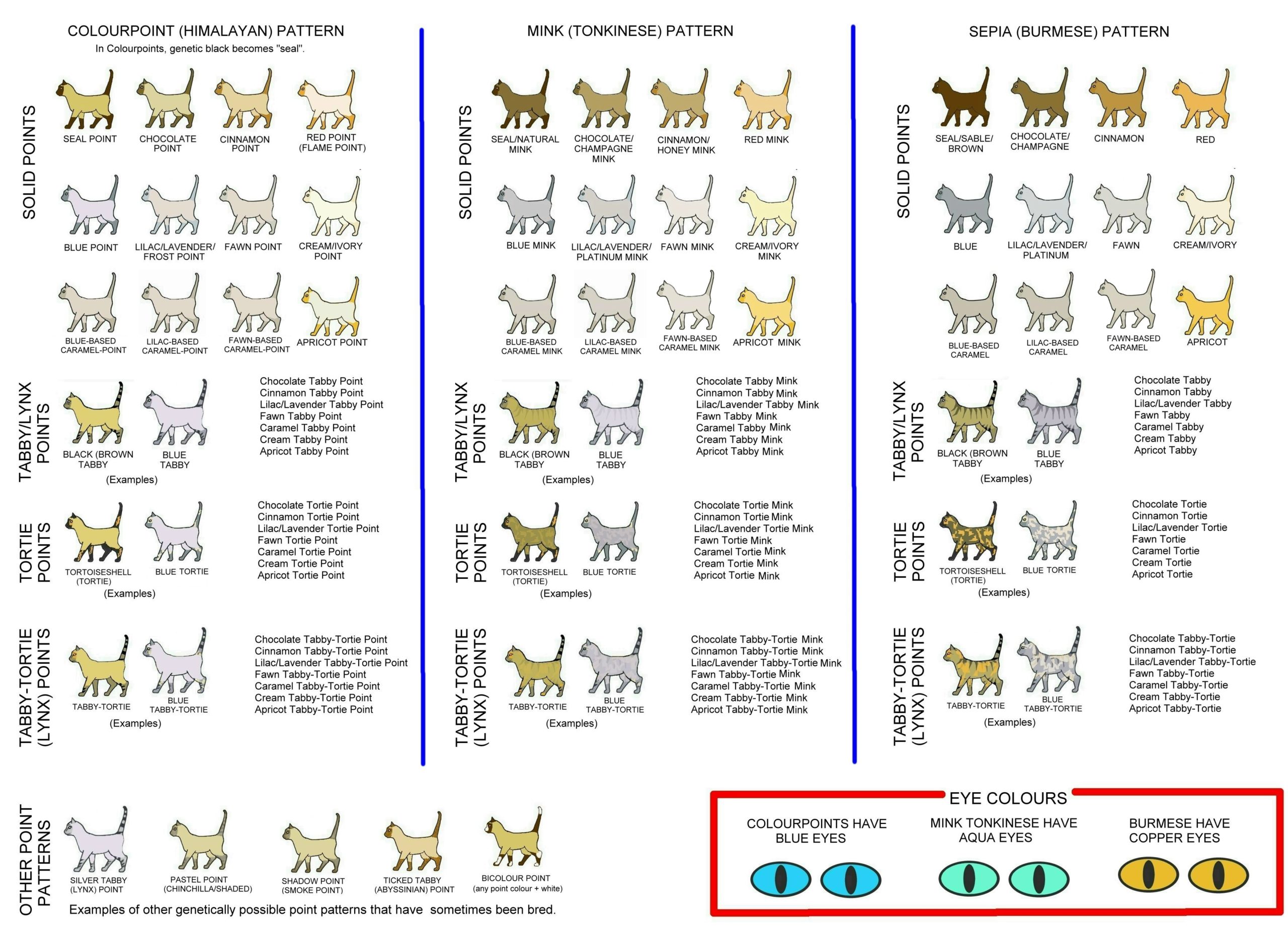 Ragdoll Color Chart