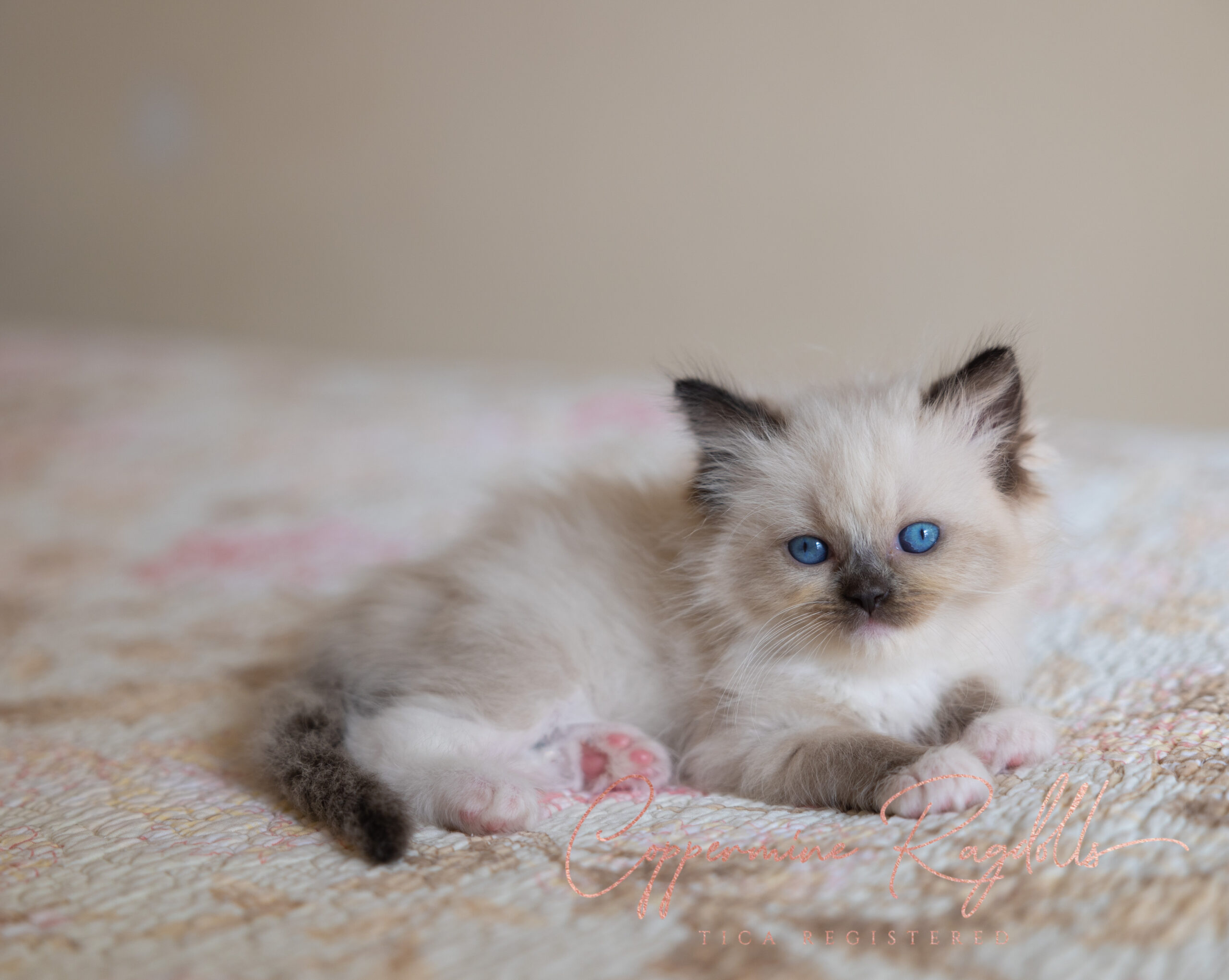 KittenNursery - Coppermine Ragdolls