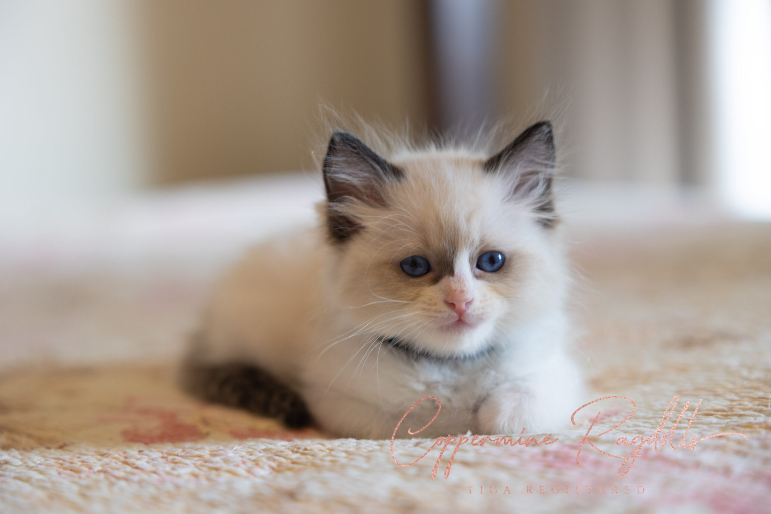 KittenNursery - Coppermine Ragdolls
