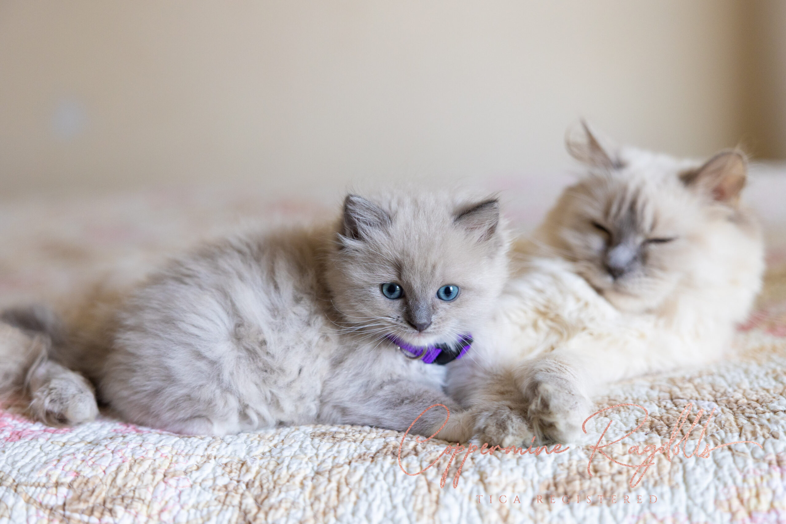 Kittennursery Coppermine Ragdolls 6164