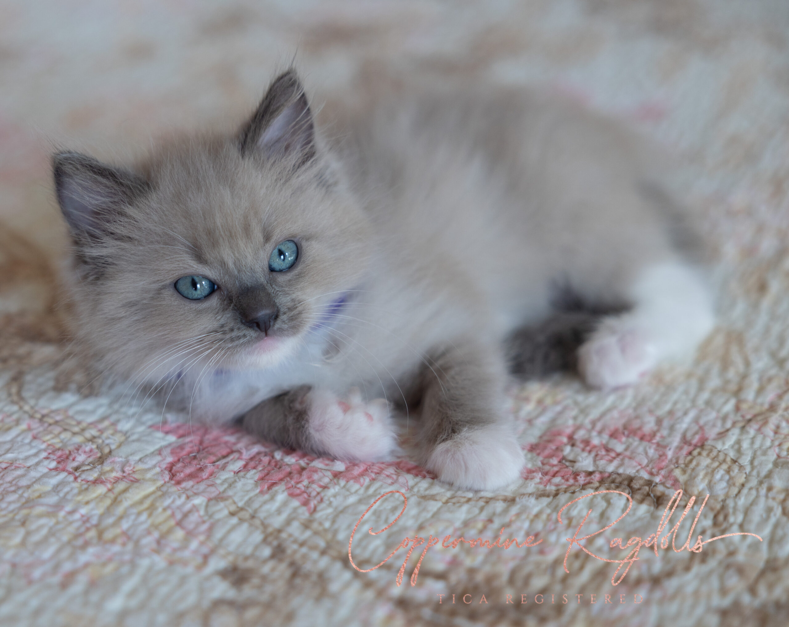 KittenNursery - Coppermine Ragdolls