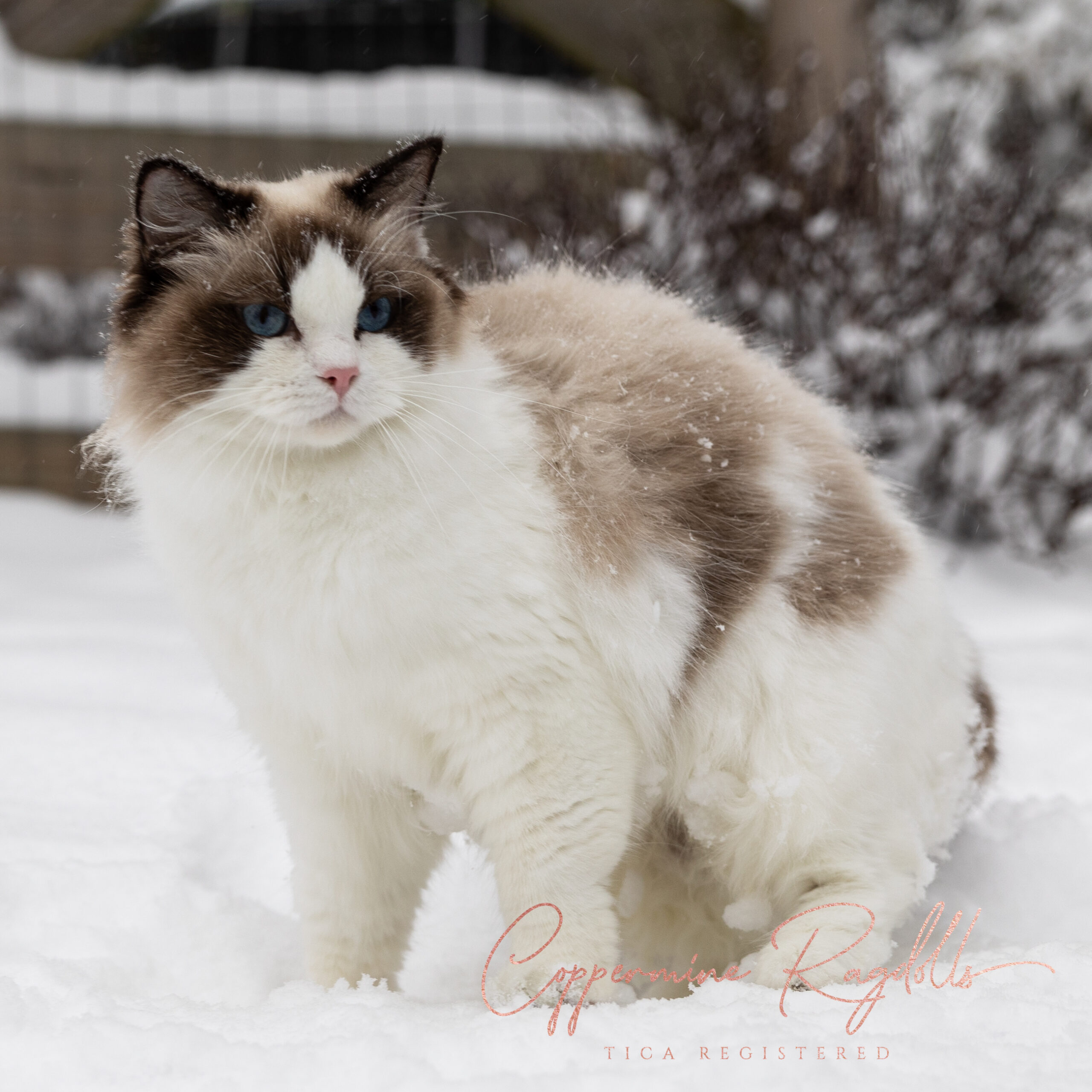About Us - Coppermine Ragdolls