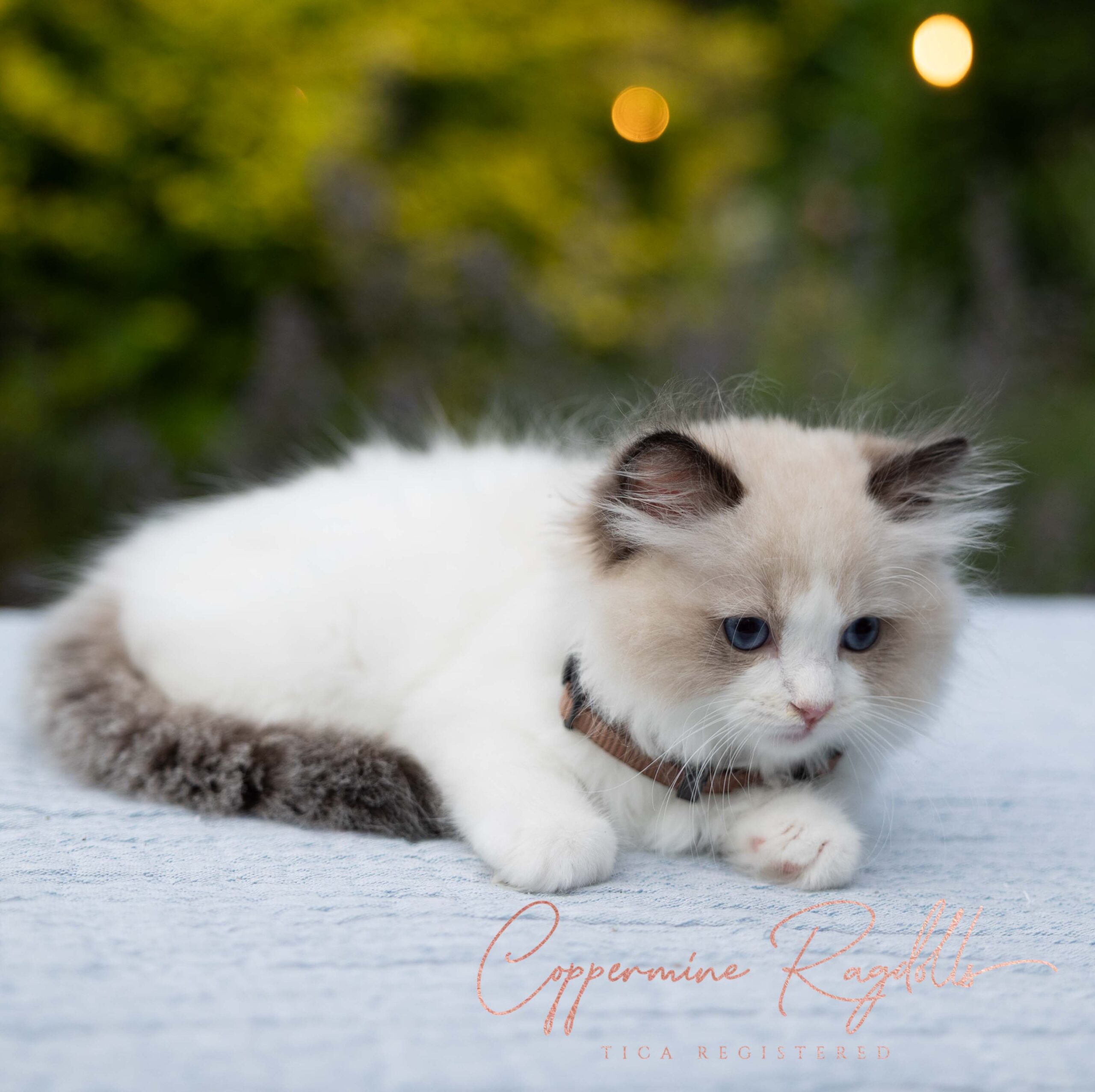 Cuban Ragdolls KittenNursery - Coppermine Ragdolls