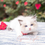 A fluffy Ragdoll kitten with blue eyes and a white coat, resting on a textured blanket surrounded by pink flowers.