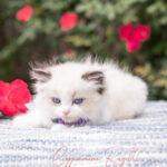 A fluffy Ragdoll kitten with striking blue eyes rests on a textured blanket, surrounded by vibrant flowers.