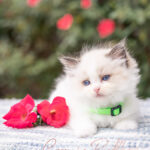 A fluffy Ragdoll kitten with blue eyes sits beside vibrant pink roses on a textured blanket.