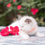 A fluffy Ragdoll kitten with blue eyes sits beside vibrant pink flowers on a textured blanket.