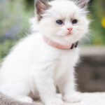 A fluffy Ragdoll kitten with blue eyes and a pink collar, sitting gracefully against a blurred garden background.