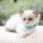 Fluffy Ragdoll kitten with blue eyes, wearing a light blue collar, resting on a soft surface amidst greenery.