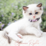 A fluffy Ragdoll kitten with blue eyes and a purple collar sits on a soft surface, surrounded by greenery.