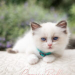 A fluffy Ragdoll kitten with blue eyes and a light coat rests on a textured surface, showcasing its playful demeanor.