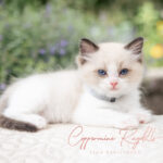 A fluffy Ragdoll kitten with blue eyes and a white coat, lounging on a textured surface surrounded by greenery.