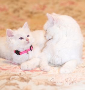 Blue Eyed White Ragdoll Kitten with Mother